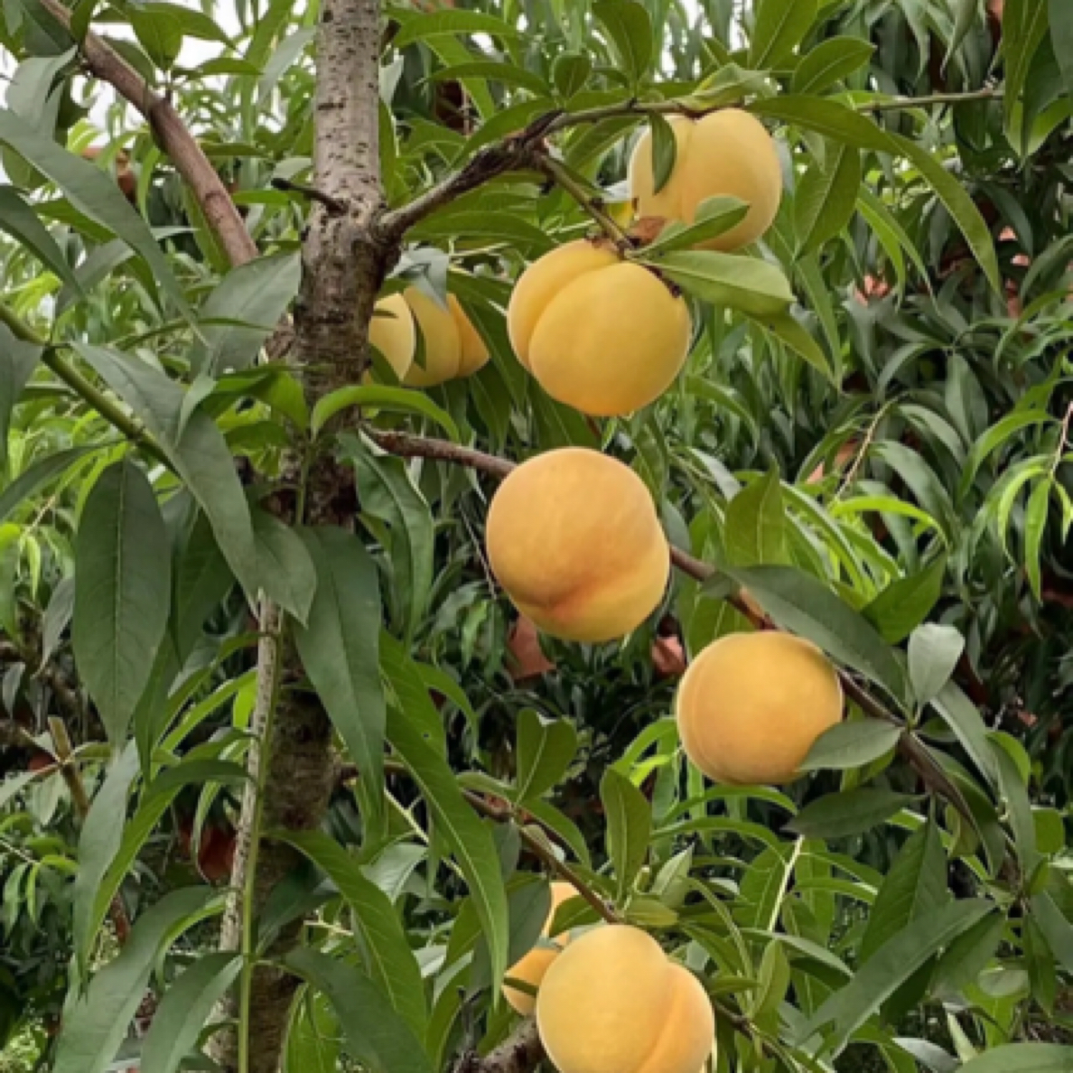 小夏苗木  八月成熟 锦绣黄桃 脆甜南北方嫁接现挖现发桃苗