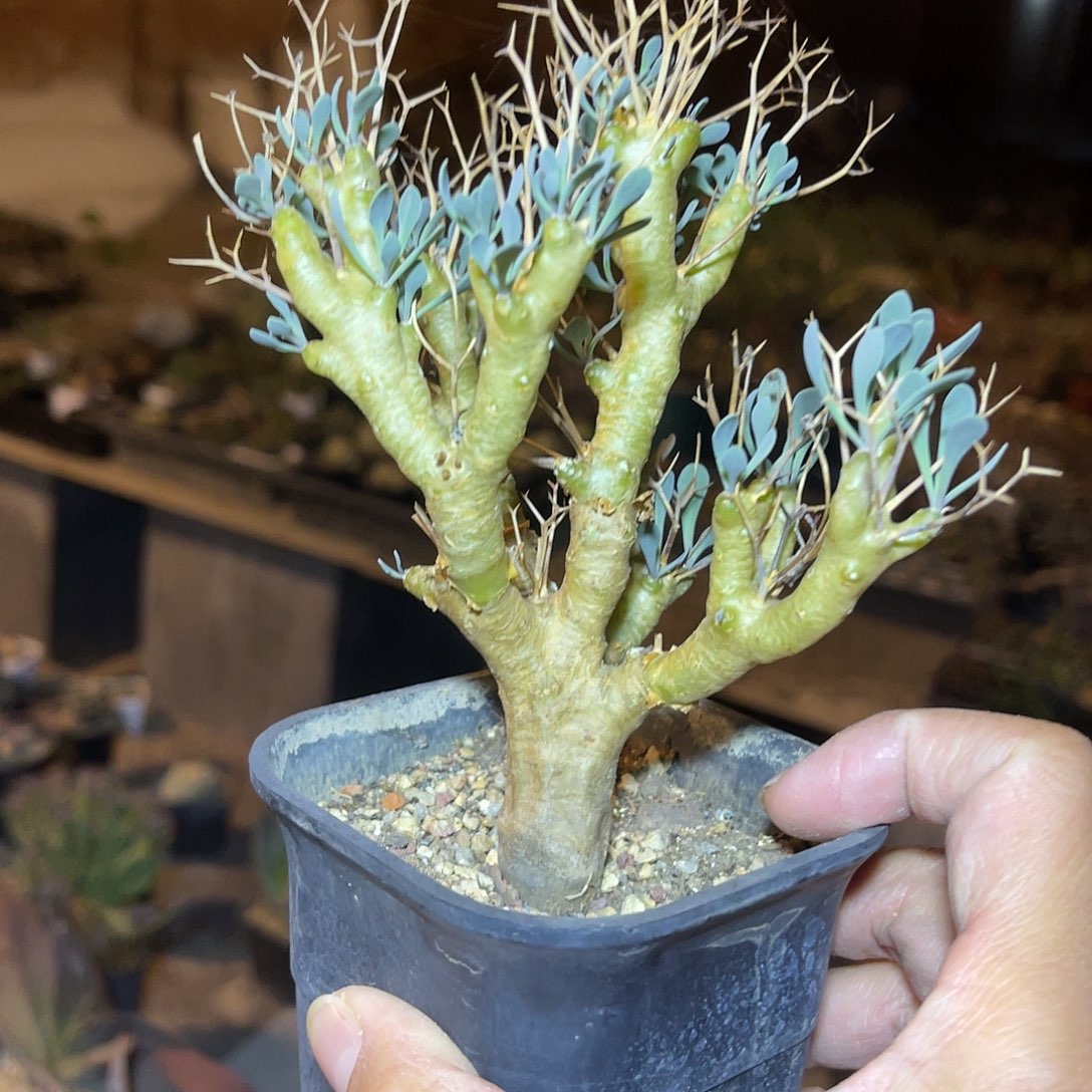 实生黑鬼殿厚敦菊大老桩