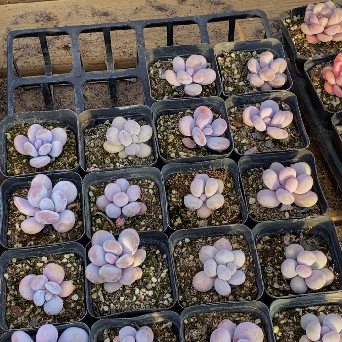 368多人在一起的时候