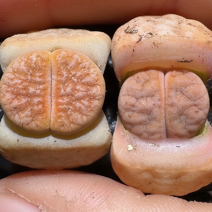 生石花21212。   92