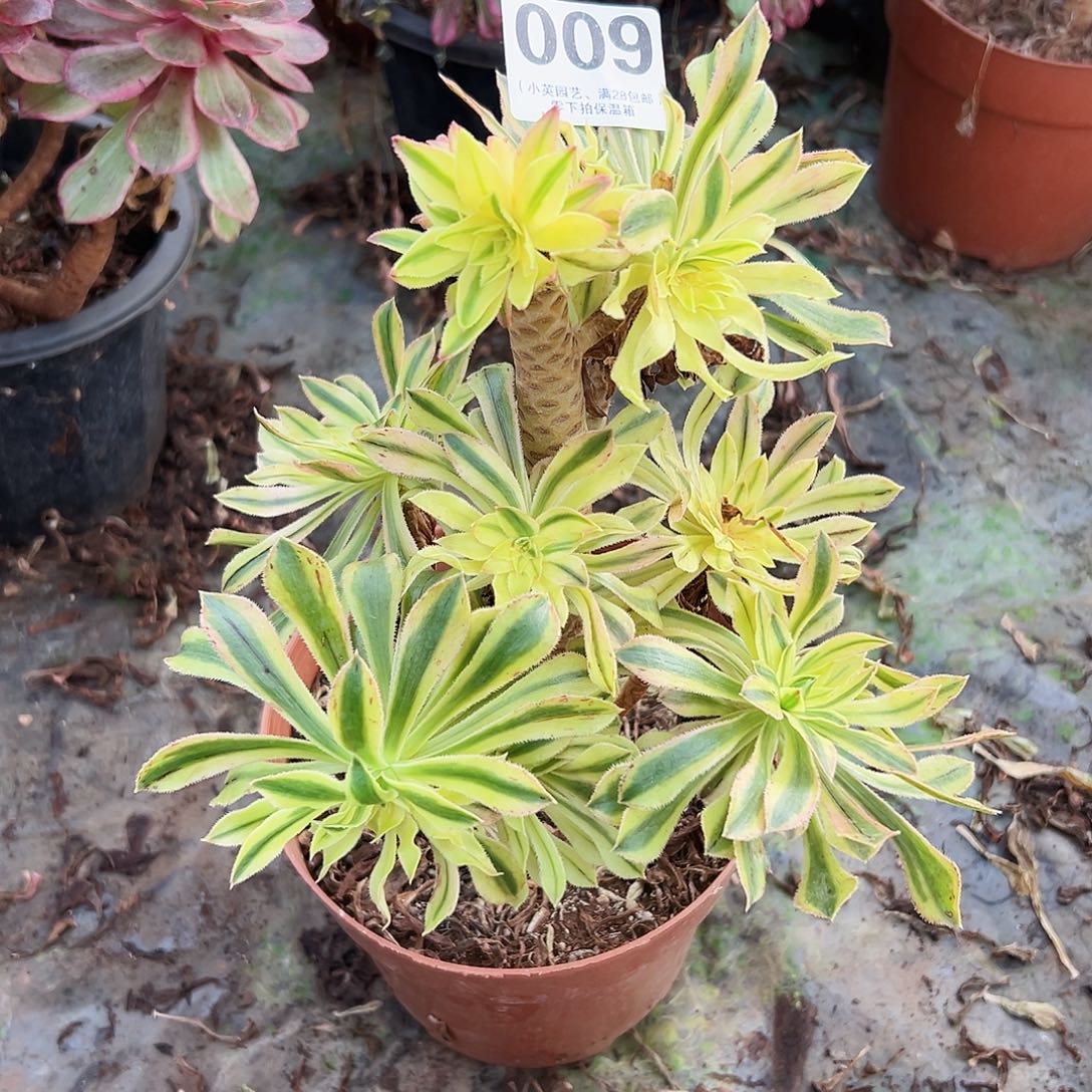 老桩夕颜009多肉植物