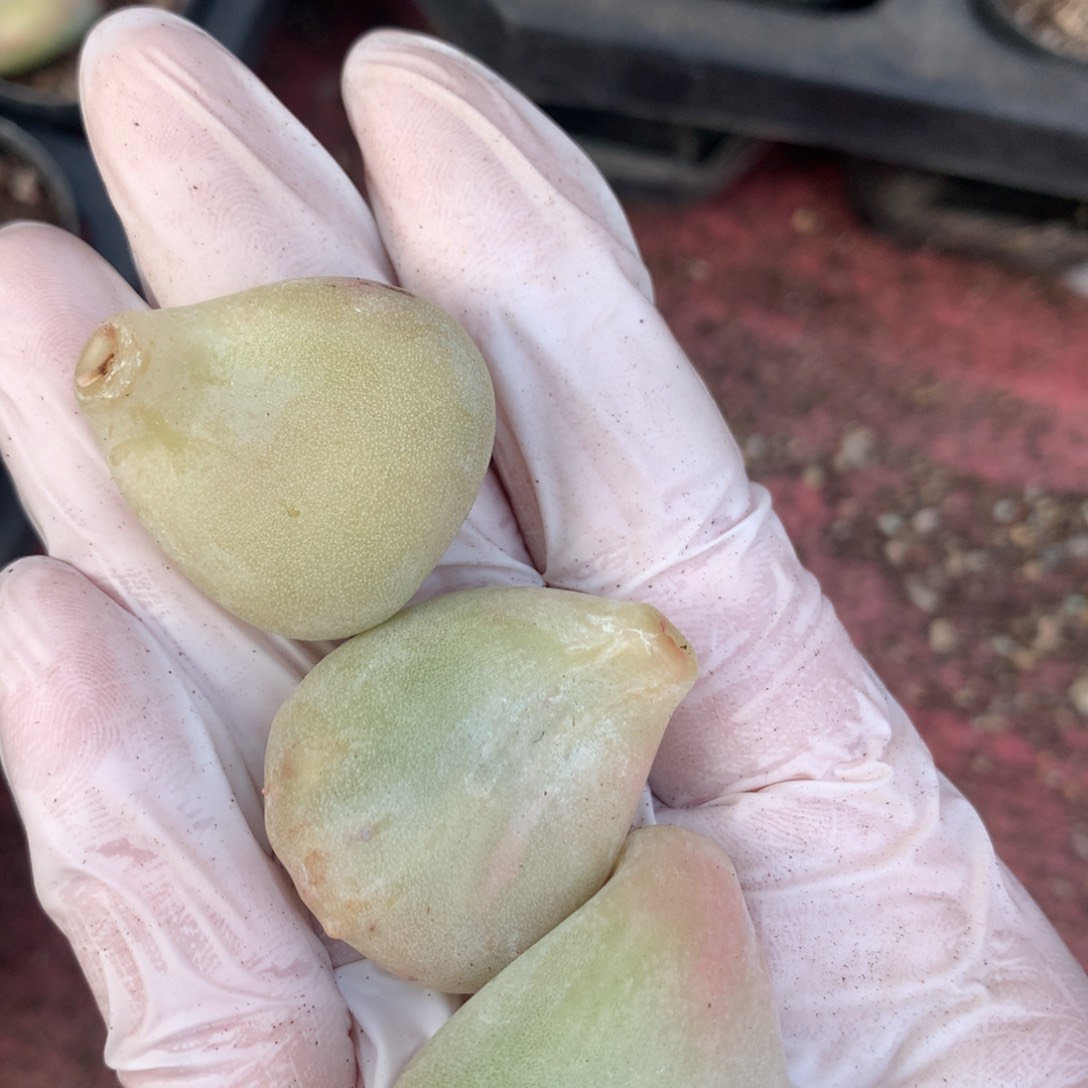 黄油油煎叶片一片大小不一