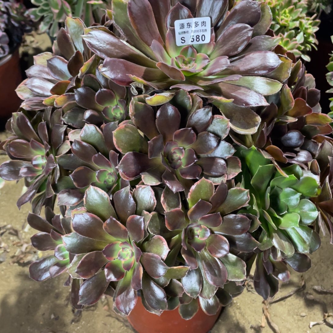 580恶魔多肉法师断枝不包