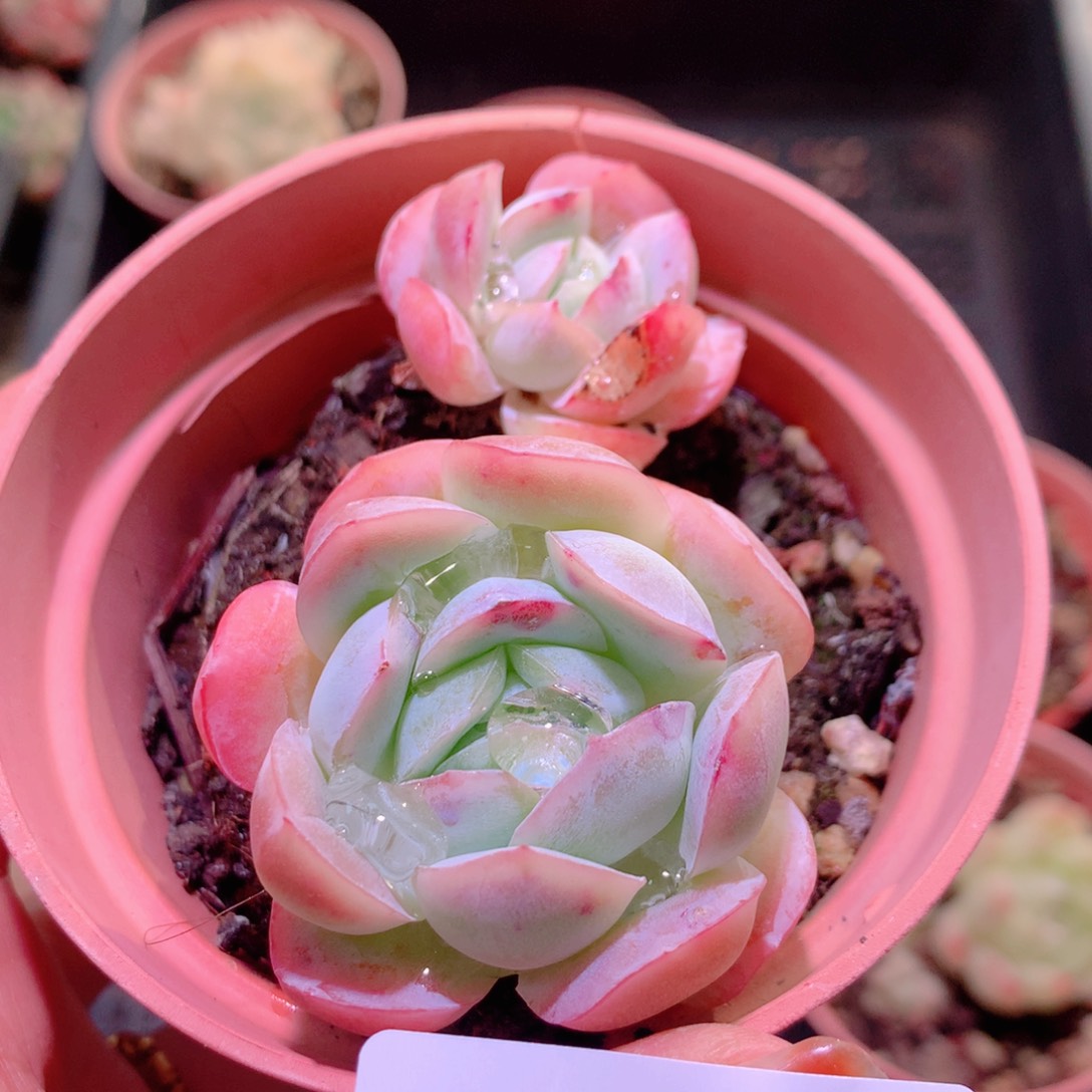 乐然17-213 粉妍 微瑕