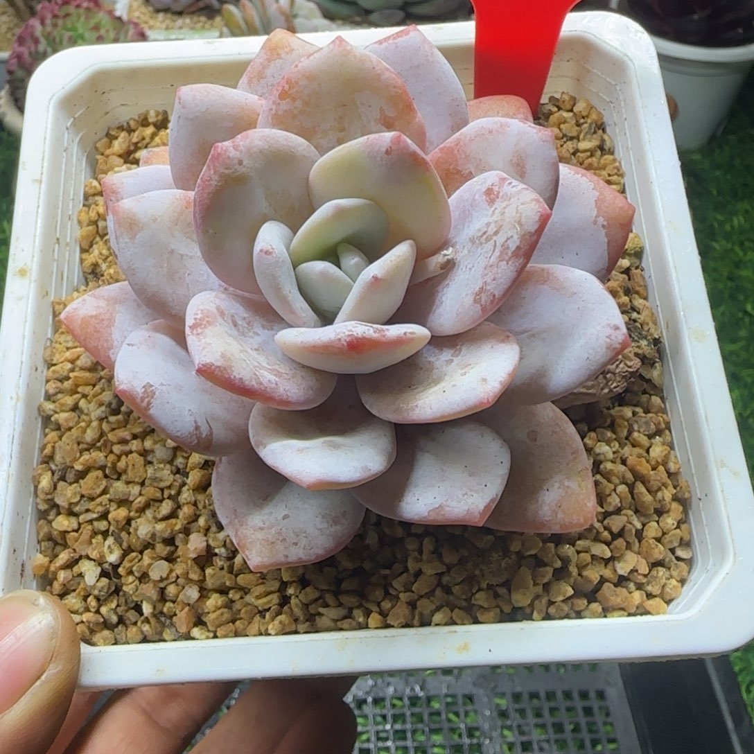 解忧植物多肉编号22