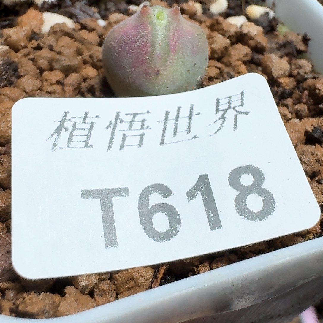 618盒多肉植物哇f g