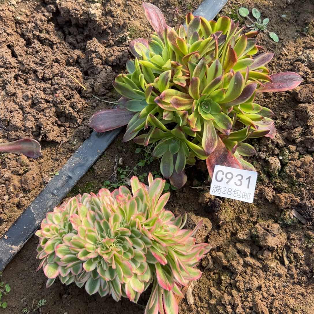 931多肉2颗