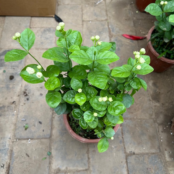 茉莉花盆栽绿植花香易养