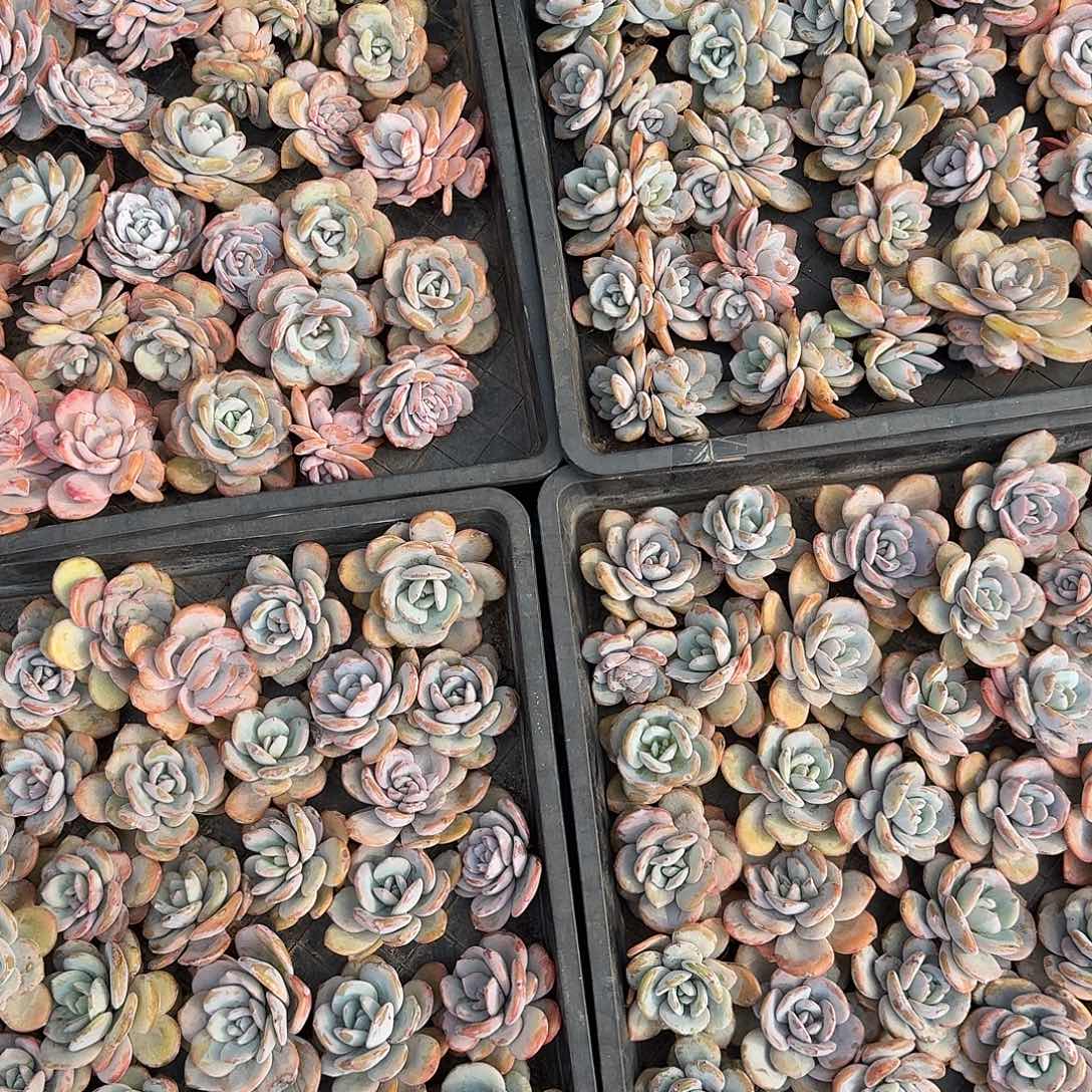 奶茶5颗组随机，售后范围：签收起7天内