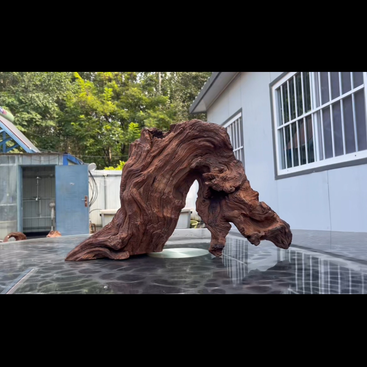 尺寸50×12×30 鱼缸造景沉木摆件，紫柚木，秒沉水，一木成景，包煮