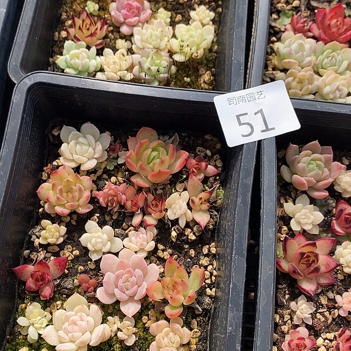 51 多肉植物盆栽花卉