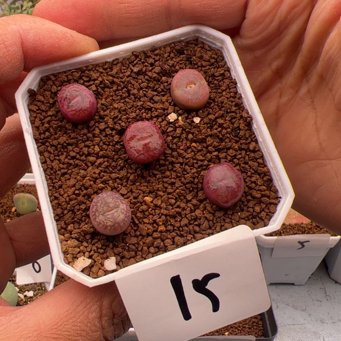 2.16毛杂多肉植物15