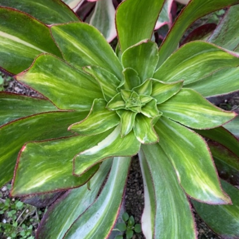 800魅影七彩满25包邮多肉