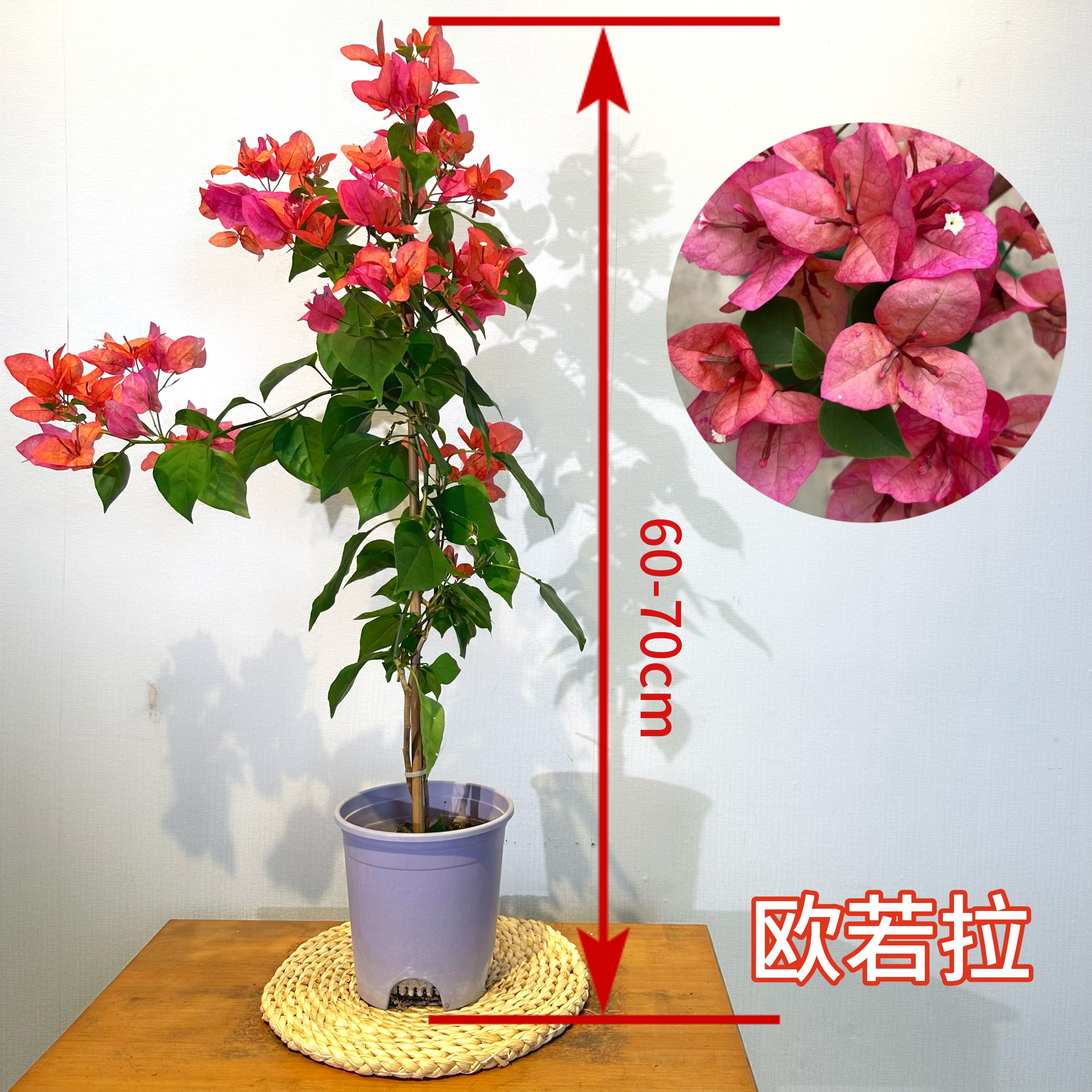 【欧若拉】三角梅勤花红色推荐可庭院阳台带花盆栽有根系原盆原土