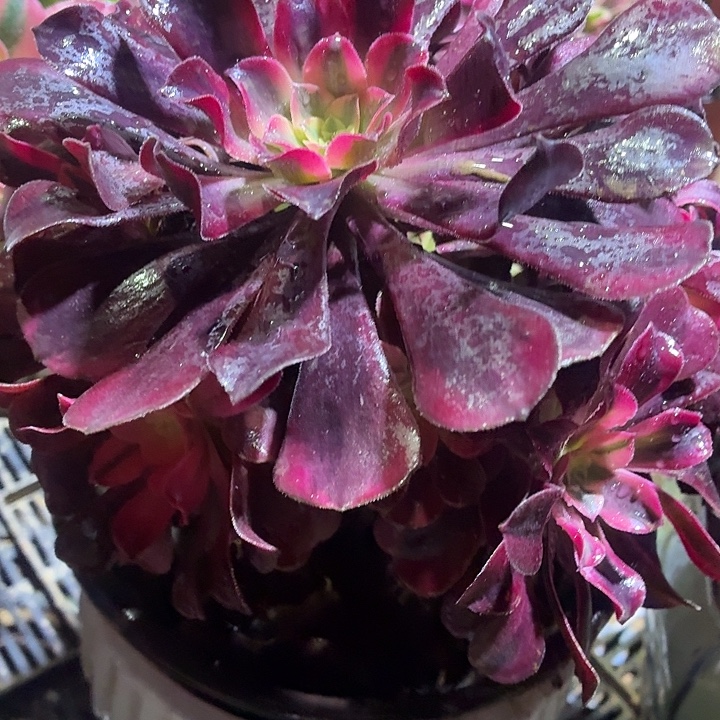 美杜莎一棵脱土9.9