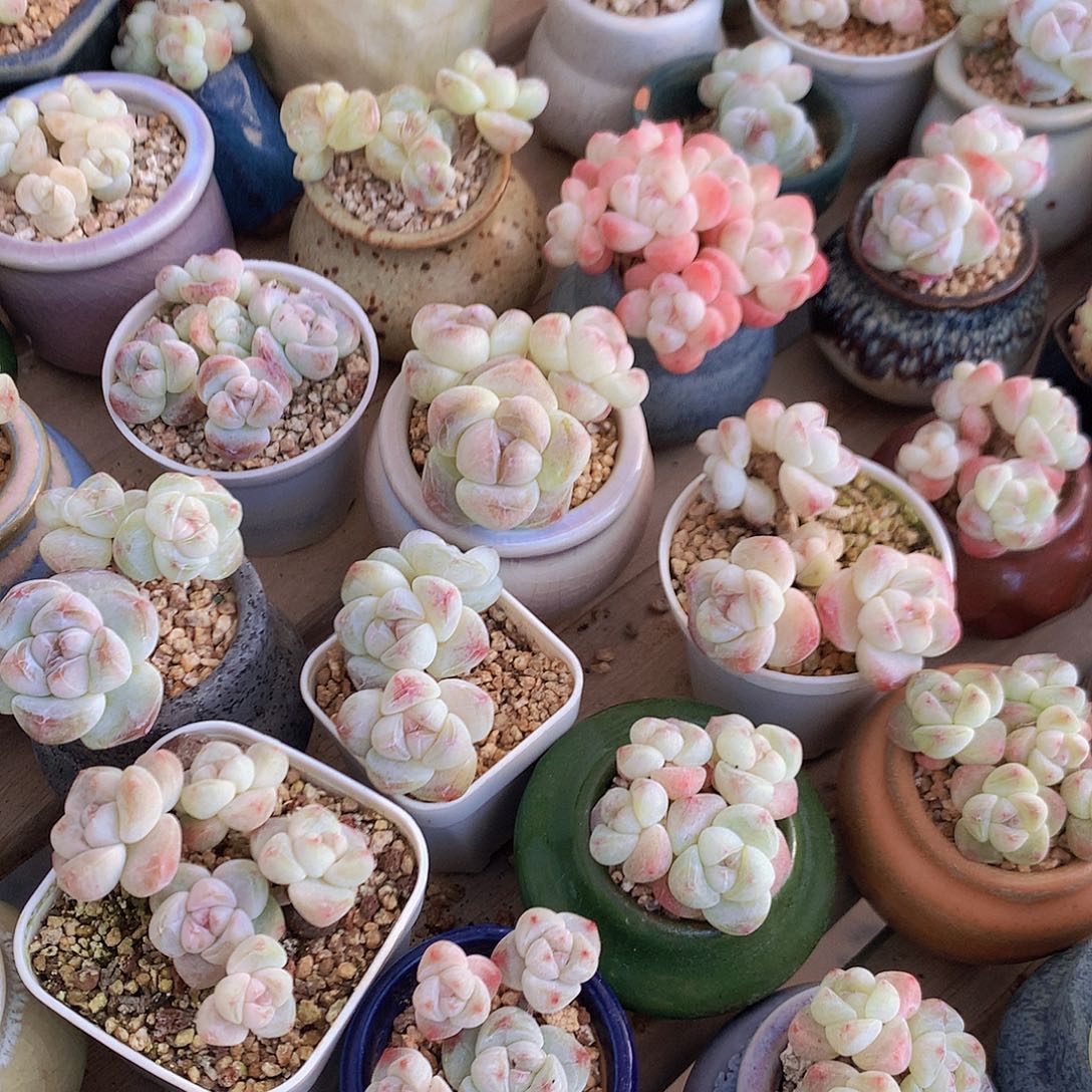 Jue带盆土发俩冰玉