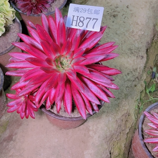 877朱雀多肉植物
