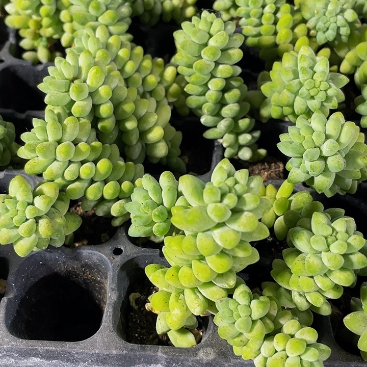 小玉坠1元带土发货