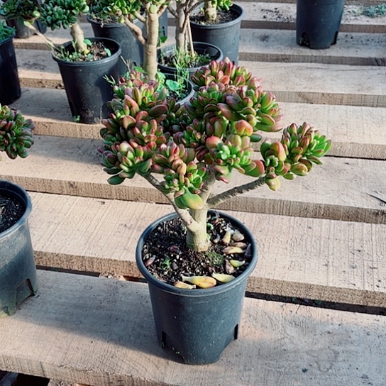 5889招财猫带土球发货