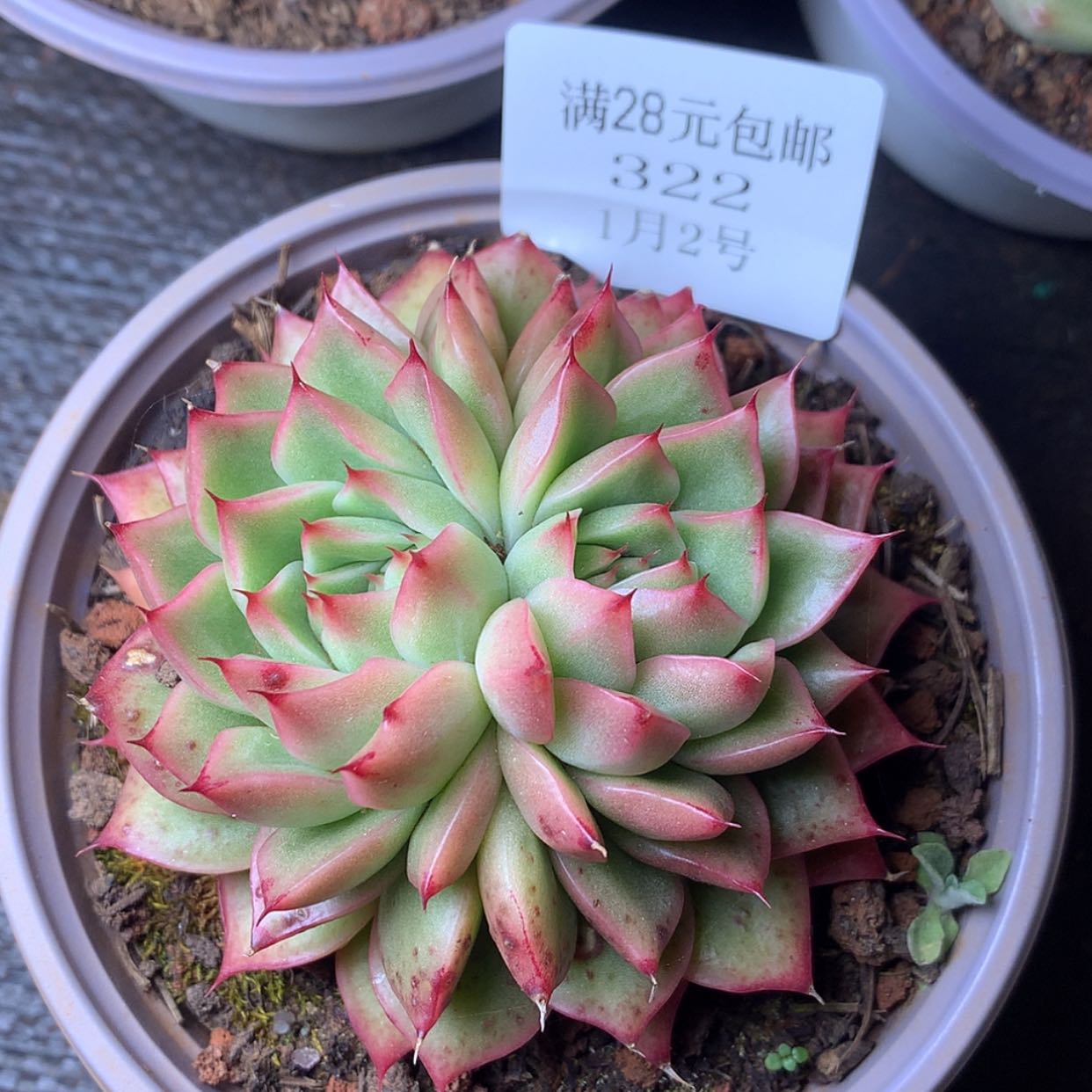 【闪购商品】云322号