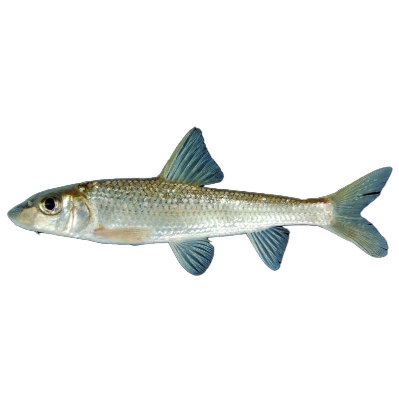 【斤】激浪抗冷抗冻鲜活发货