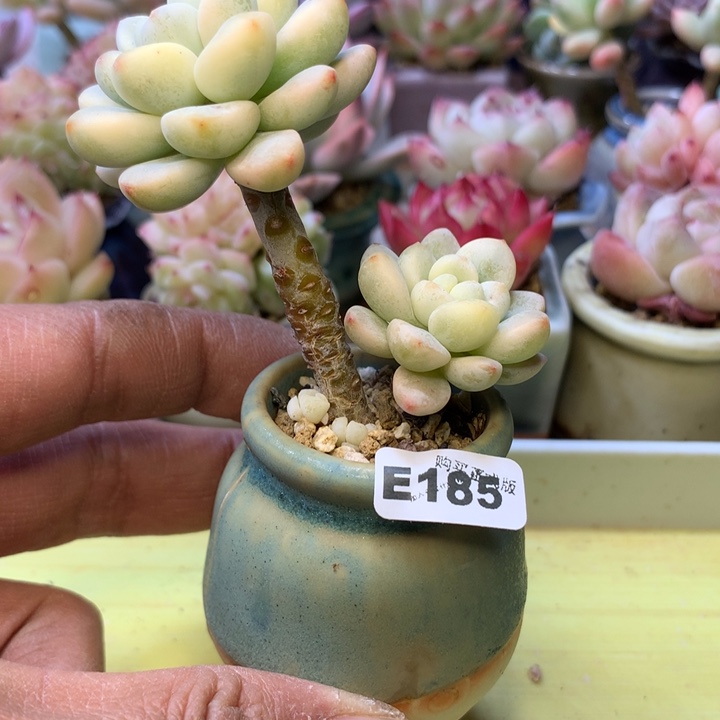 E185一物一拍带盆发