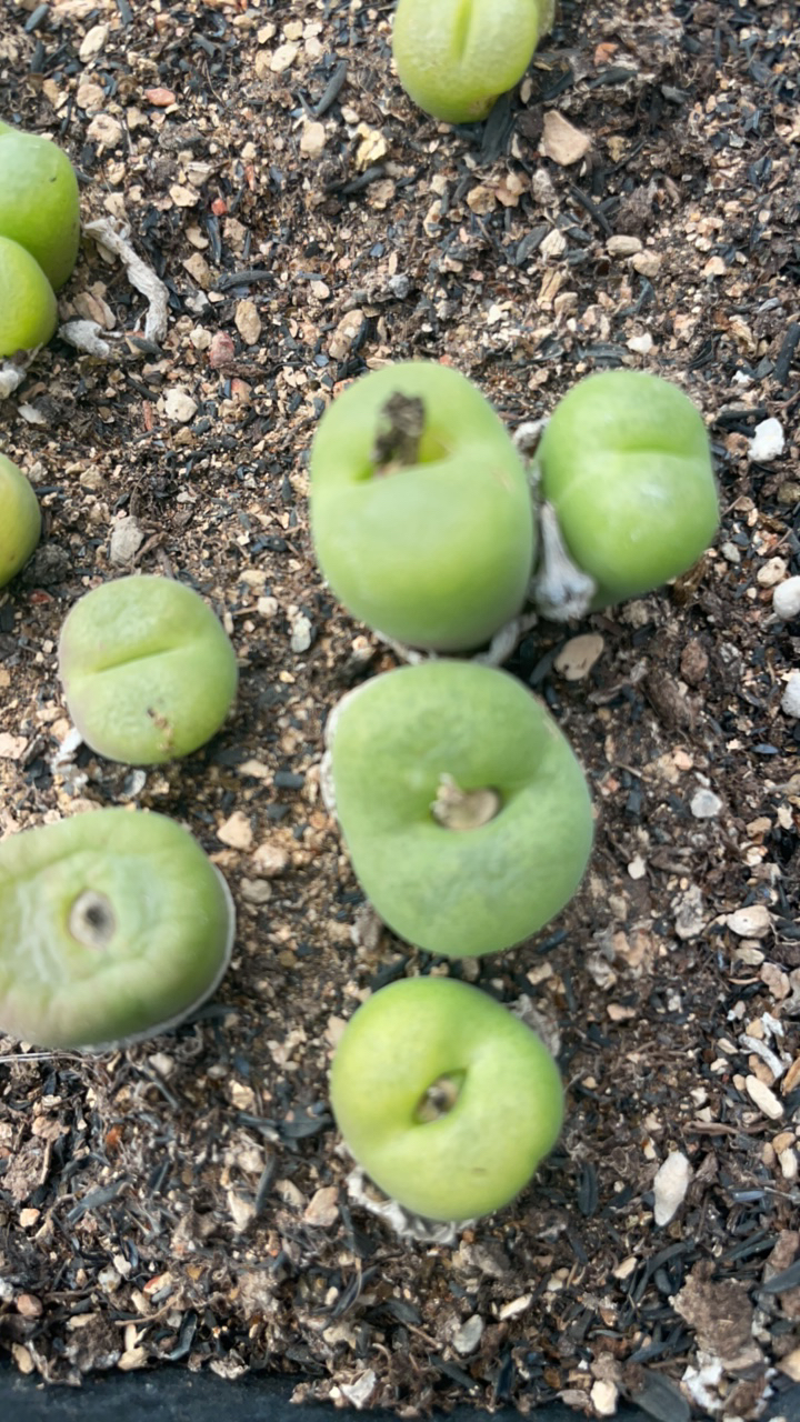 多肉紫花翠光玉母本