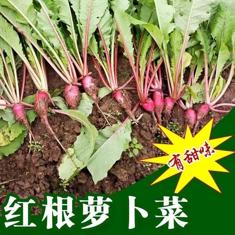 贵州红萝卜菜叶缨子爽口天然养生菜可腌制酸菜现摘现发