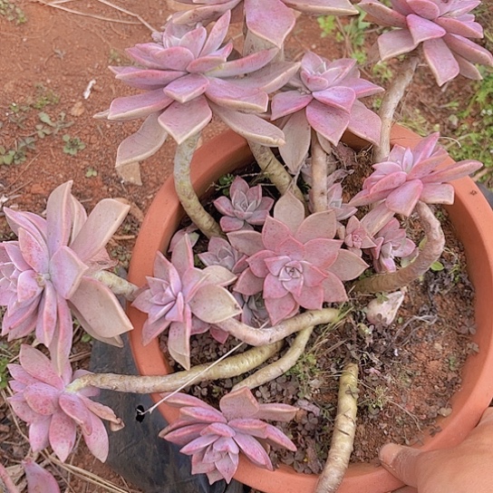 多肉植物。。。。。。。。。。。。。。。。