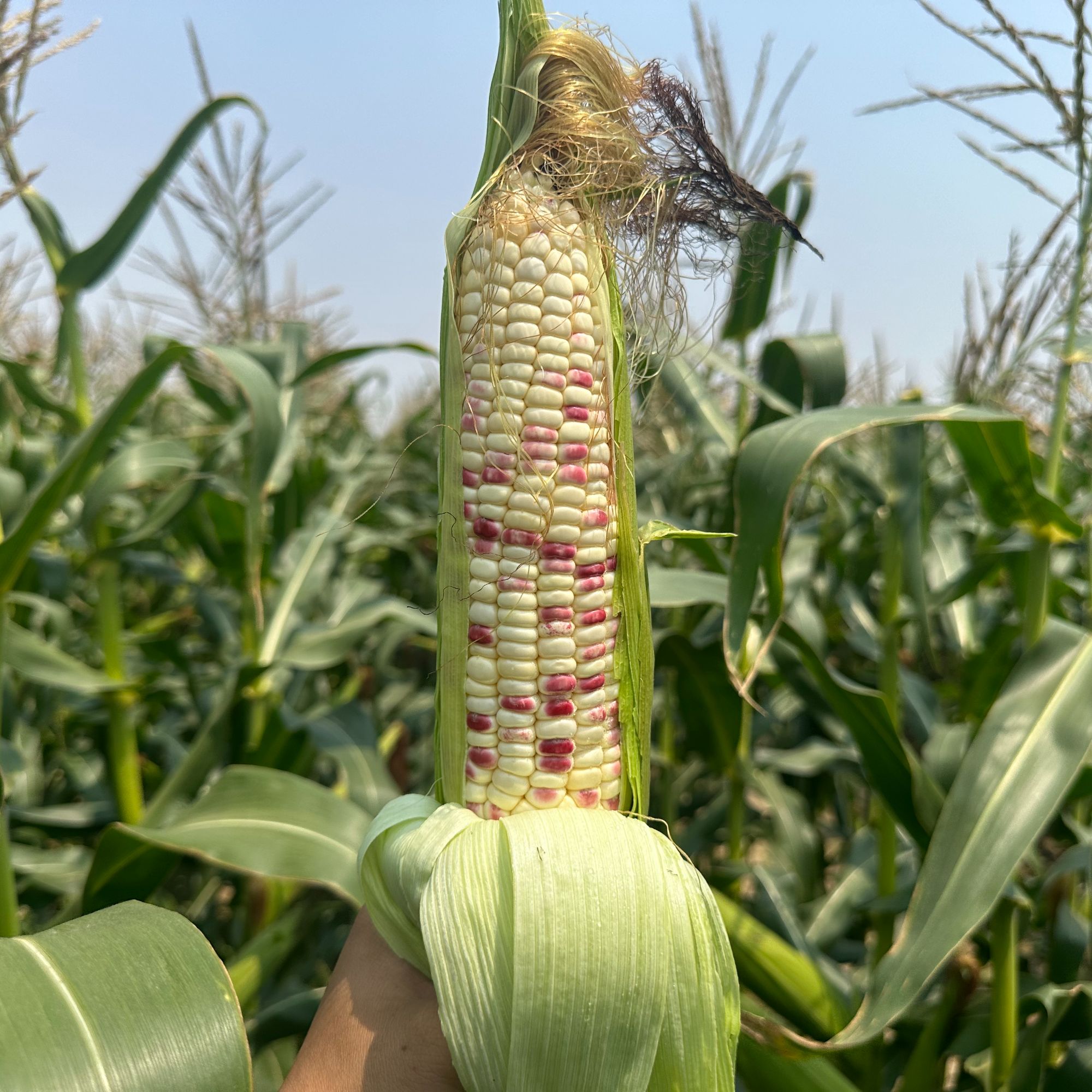 苏北当季新鲜带壳花糯玉米甜糯可口减脂代餐粗粮