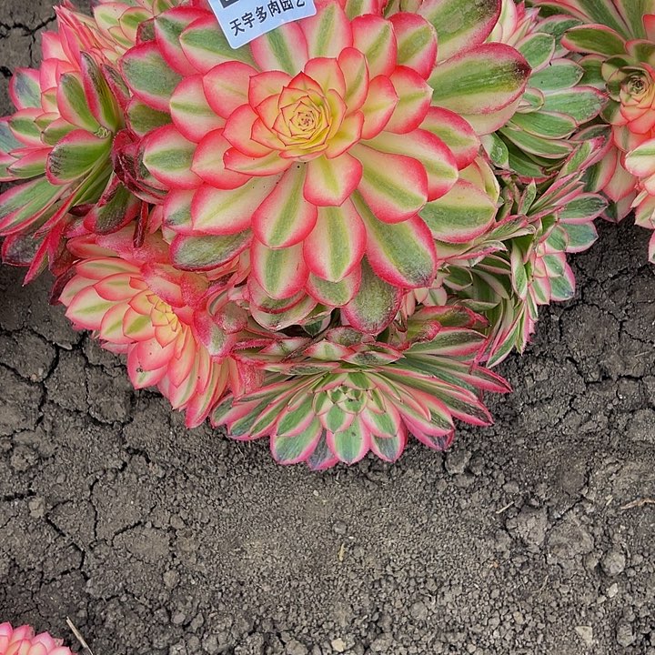 多肉荔枝755多肉