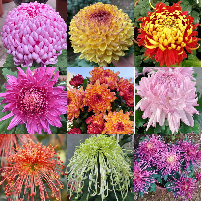 【清园最后一批大菊花苗】九月菊 富贵菊  大花型多色混搭好养活