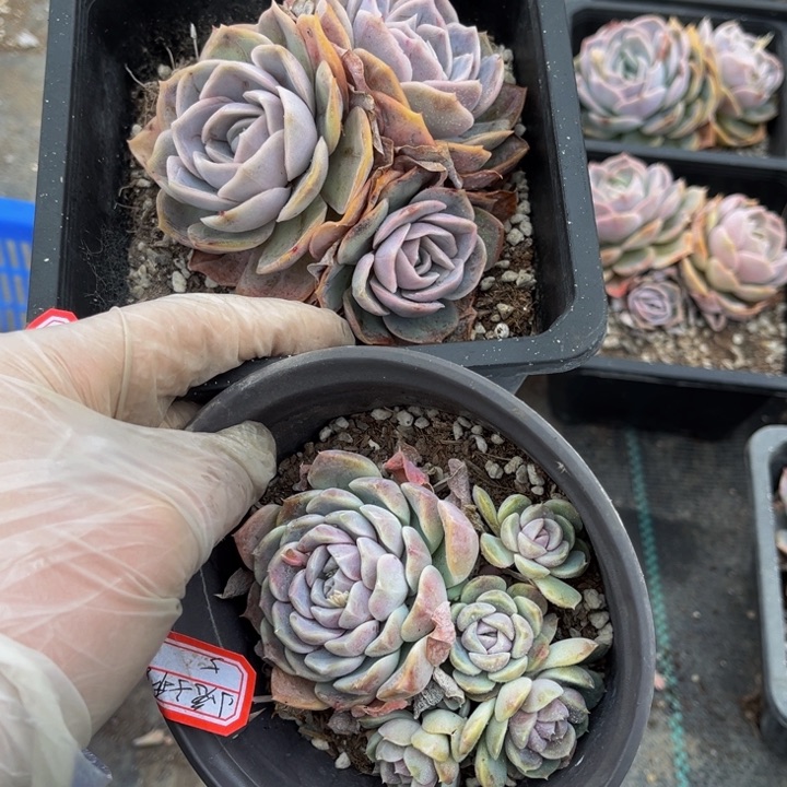 ?****?凤橙换蓝色惊喜跟汉堡