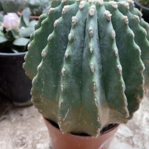 王冠龙仙人球15米仙人球