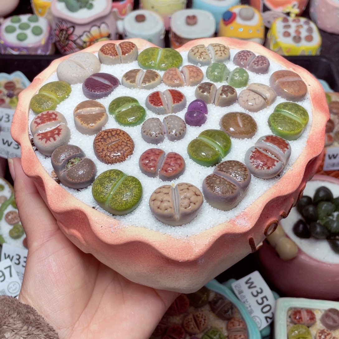 w3504 -零下地区拍保温箱-15支持寄养