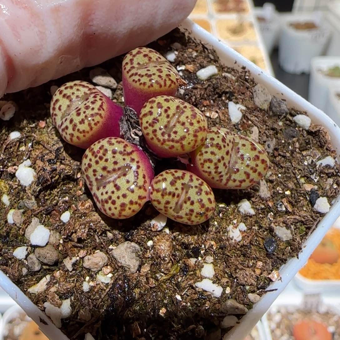 肉锥多肉植物百科2-1701