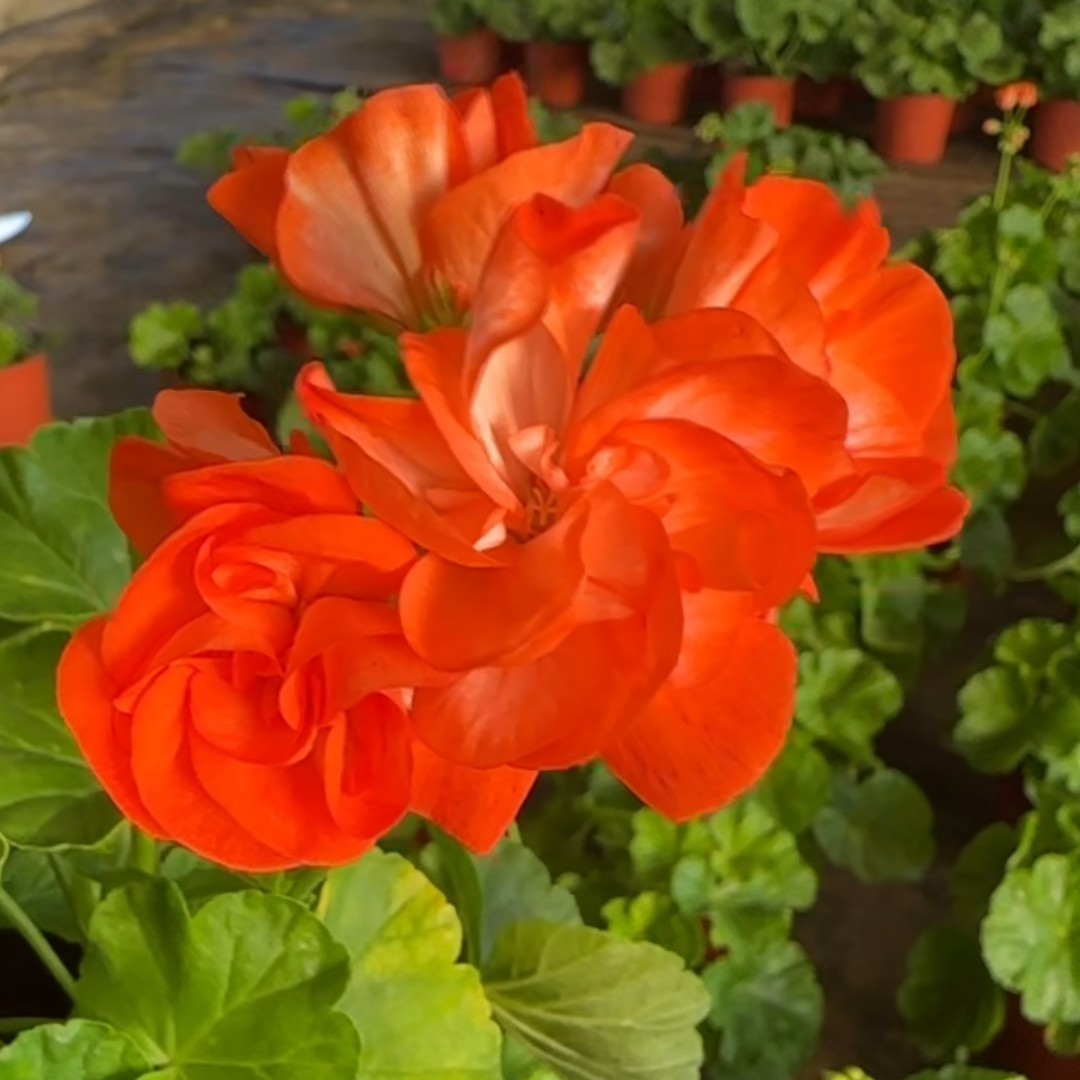 【诱惑】新品大花球耐热品种超级矮株勤花低于零下2度拍保温