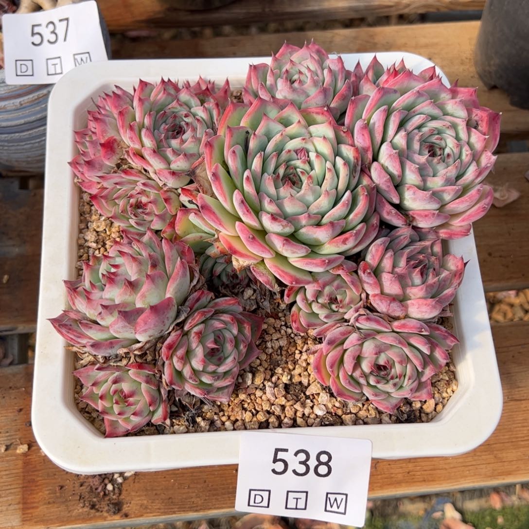 538多肉植物盆栽花卉