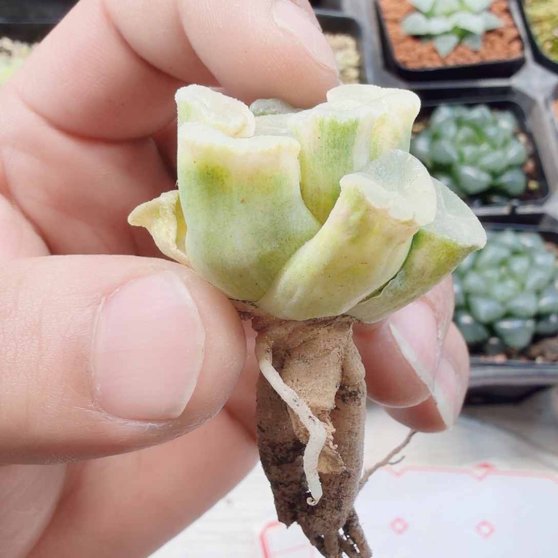 十二卷实生万象锦