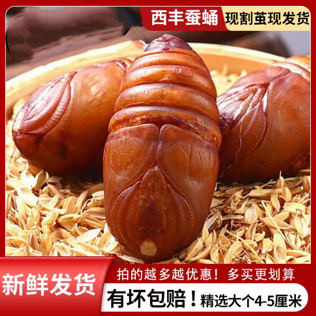 东北西丰茧蛹大红蛹新鲜健康营养美味1斤2斤3斤5斤