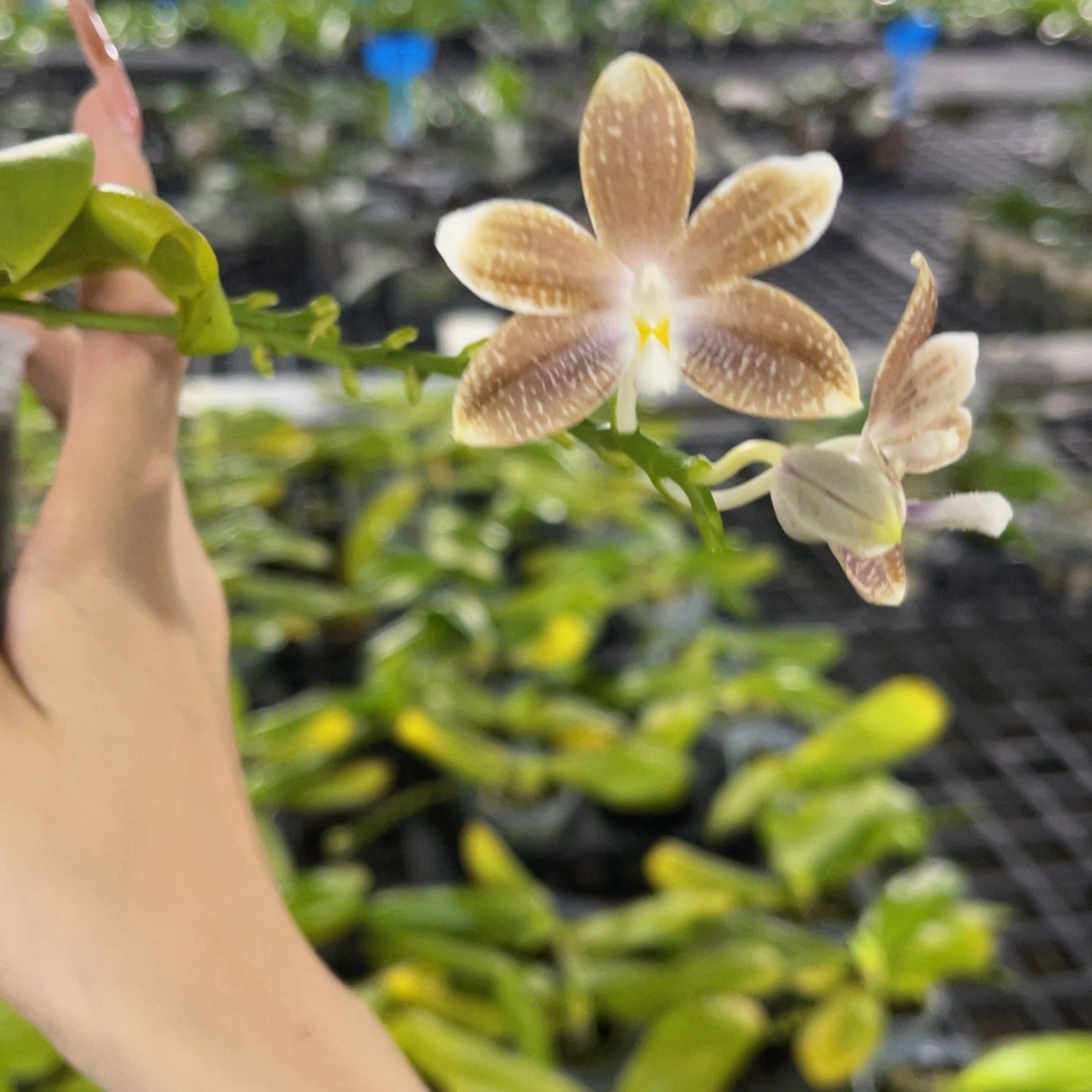 无花朵蝴蝶兰原生盾花