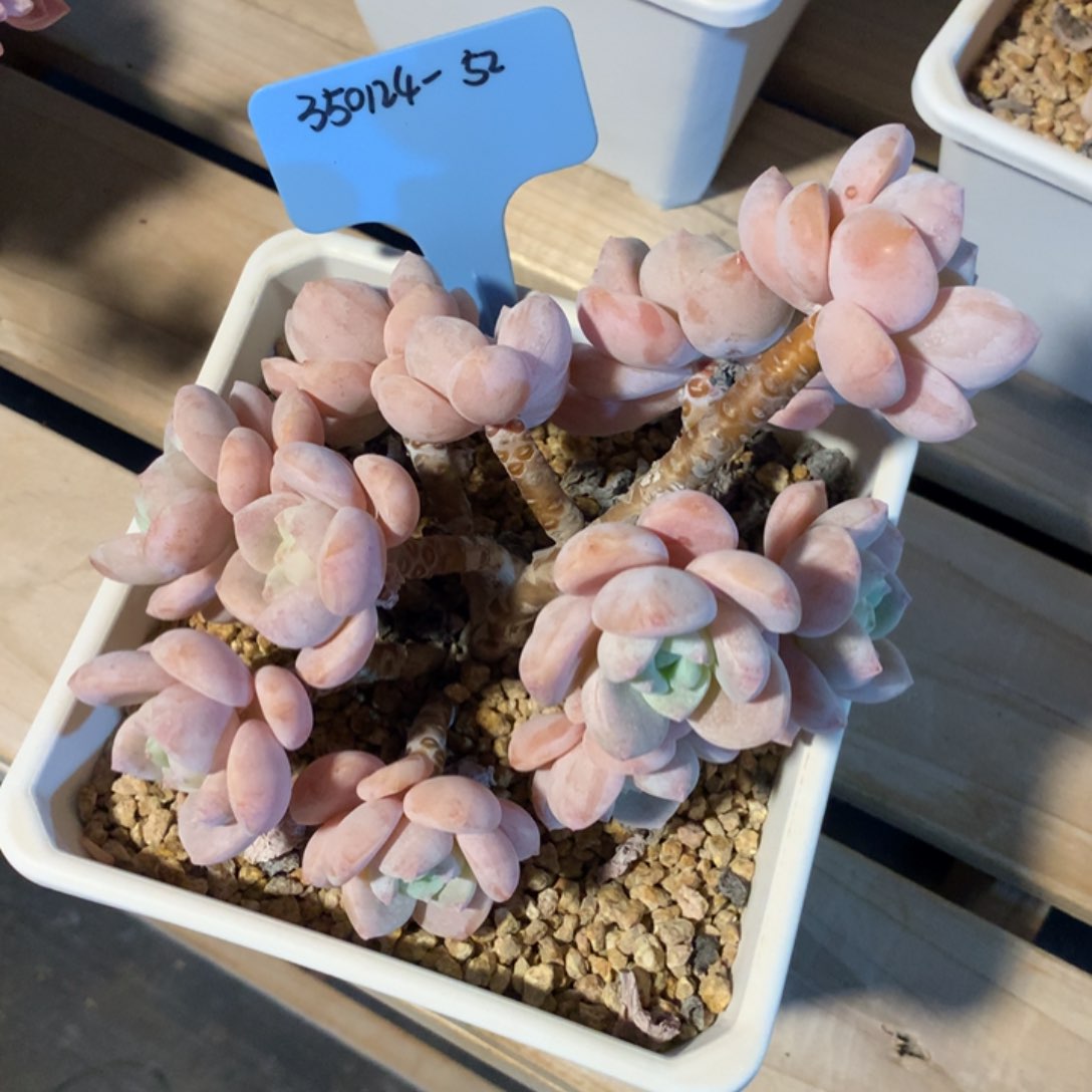 夏*350124-52露凝香