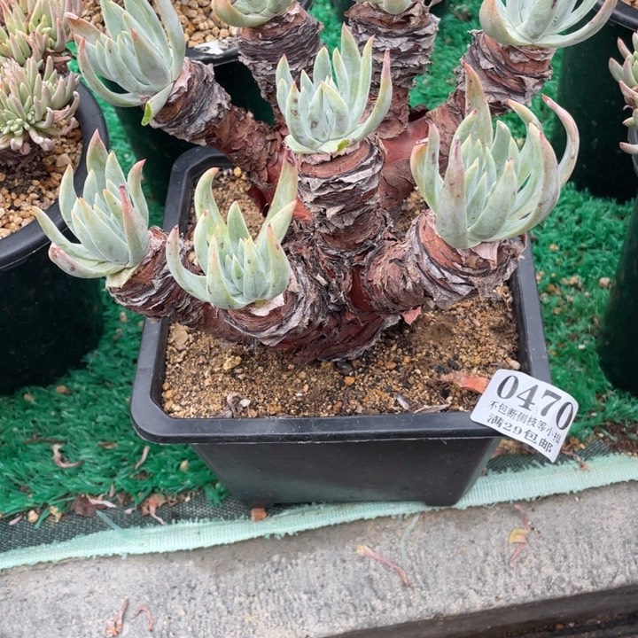 470号雪花多肉植物