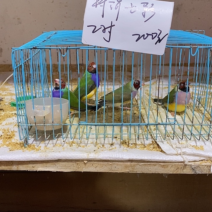 文鸟三*金特价七彩两对