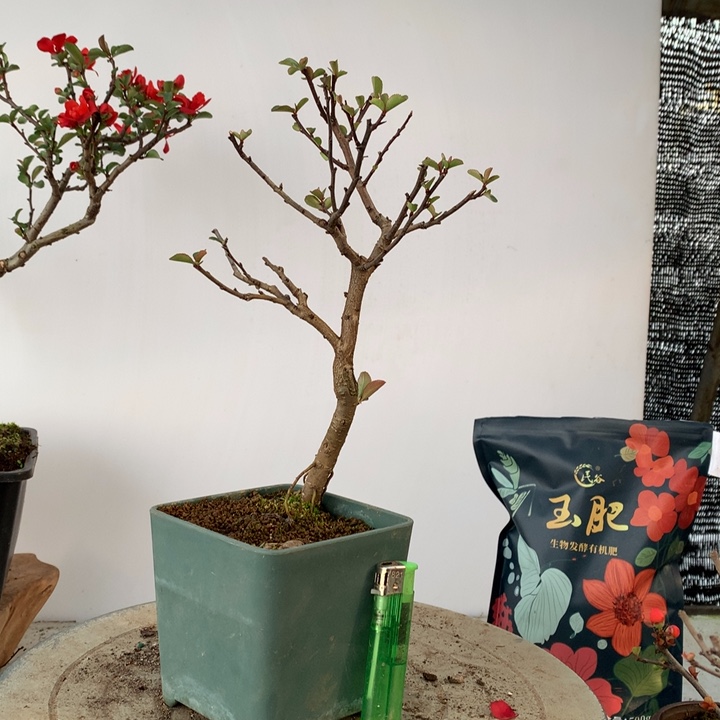 无花朵郑*麟嫁接黑长寿..