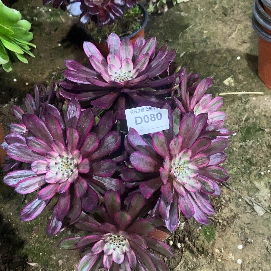 多肉8000000000000000