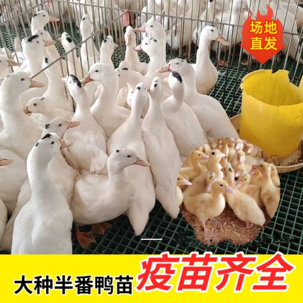 彭活体鸭苗大种白半番鸭宠物鸭