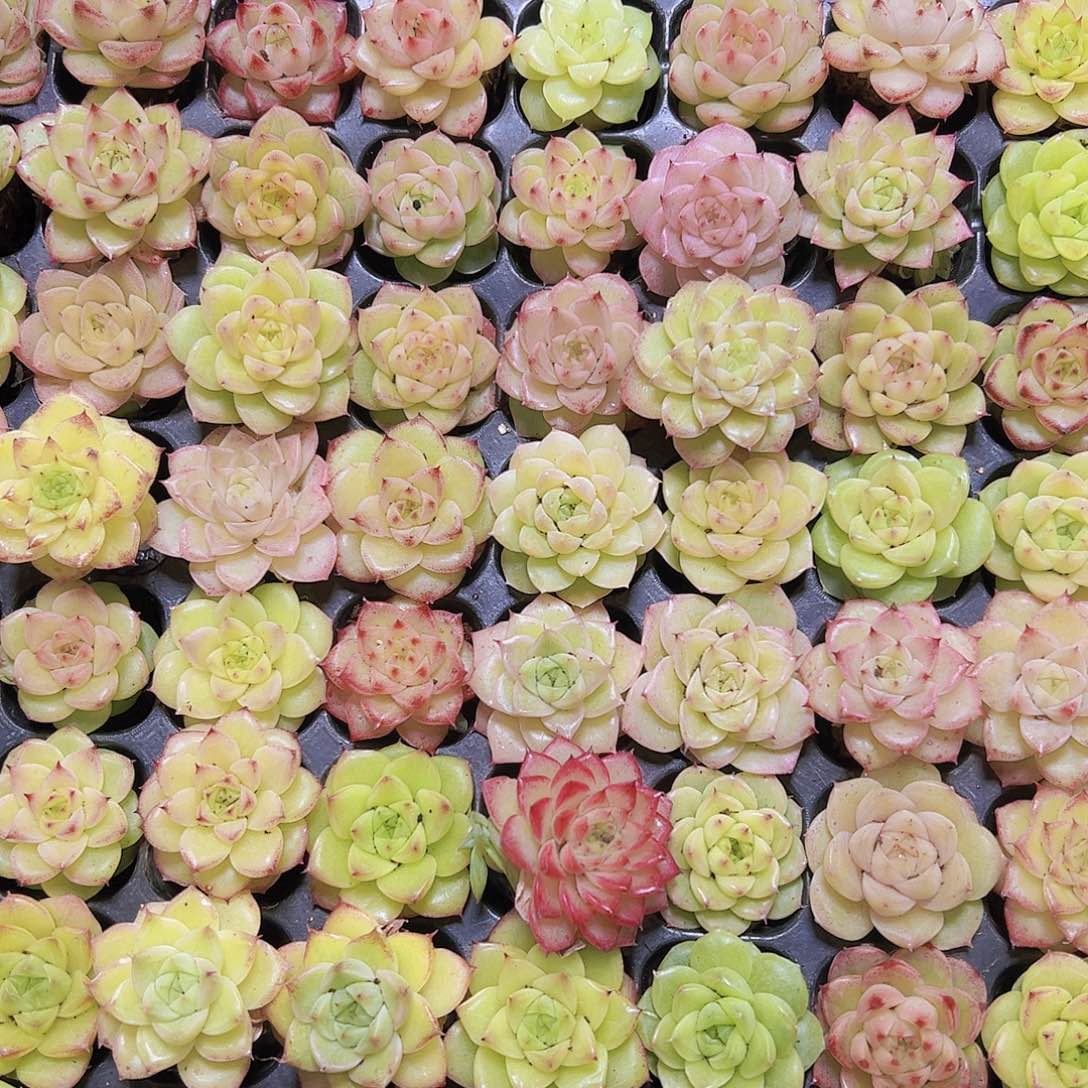 三代精品冰麦秆11个19