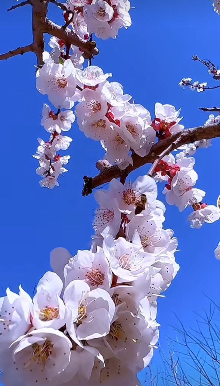冬杏花盆栽地栽花卉绿植
