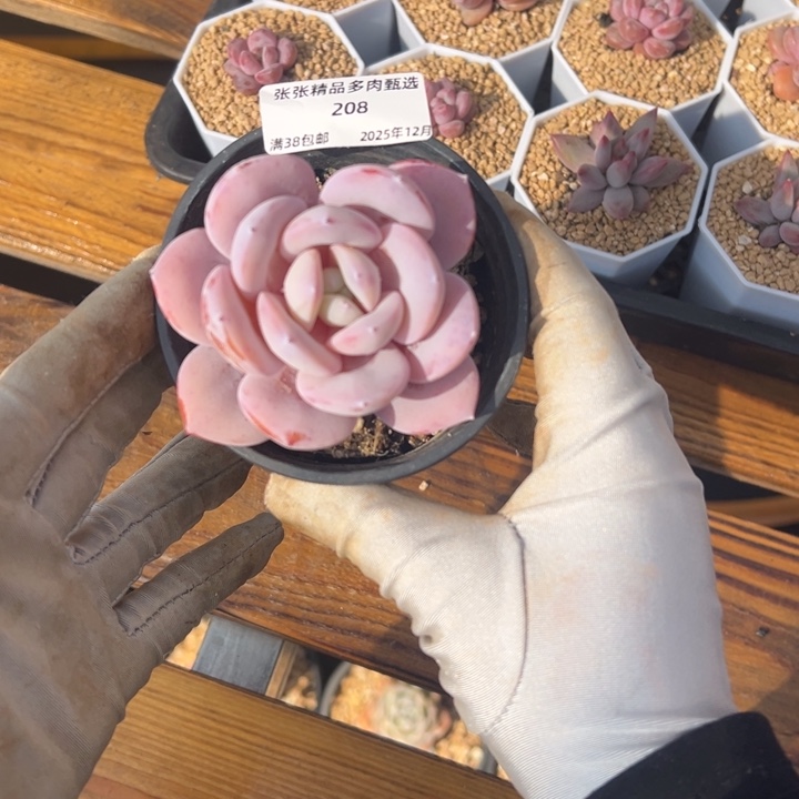 张张精品多肉甄选208
